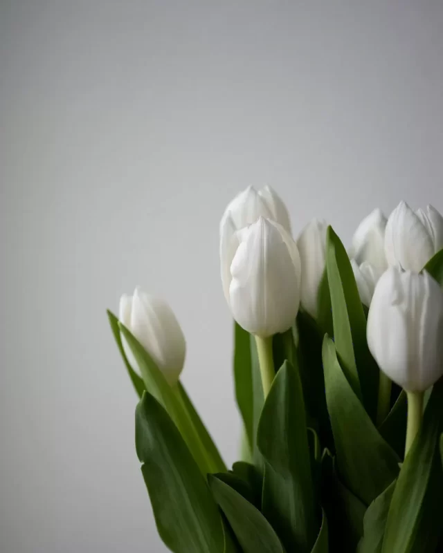 Bó hoa tulip trắng thân xanh, gói gọn trên nền sáng