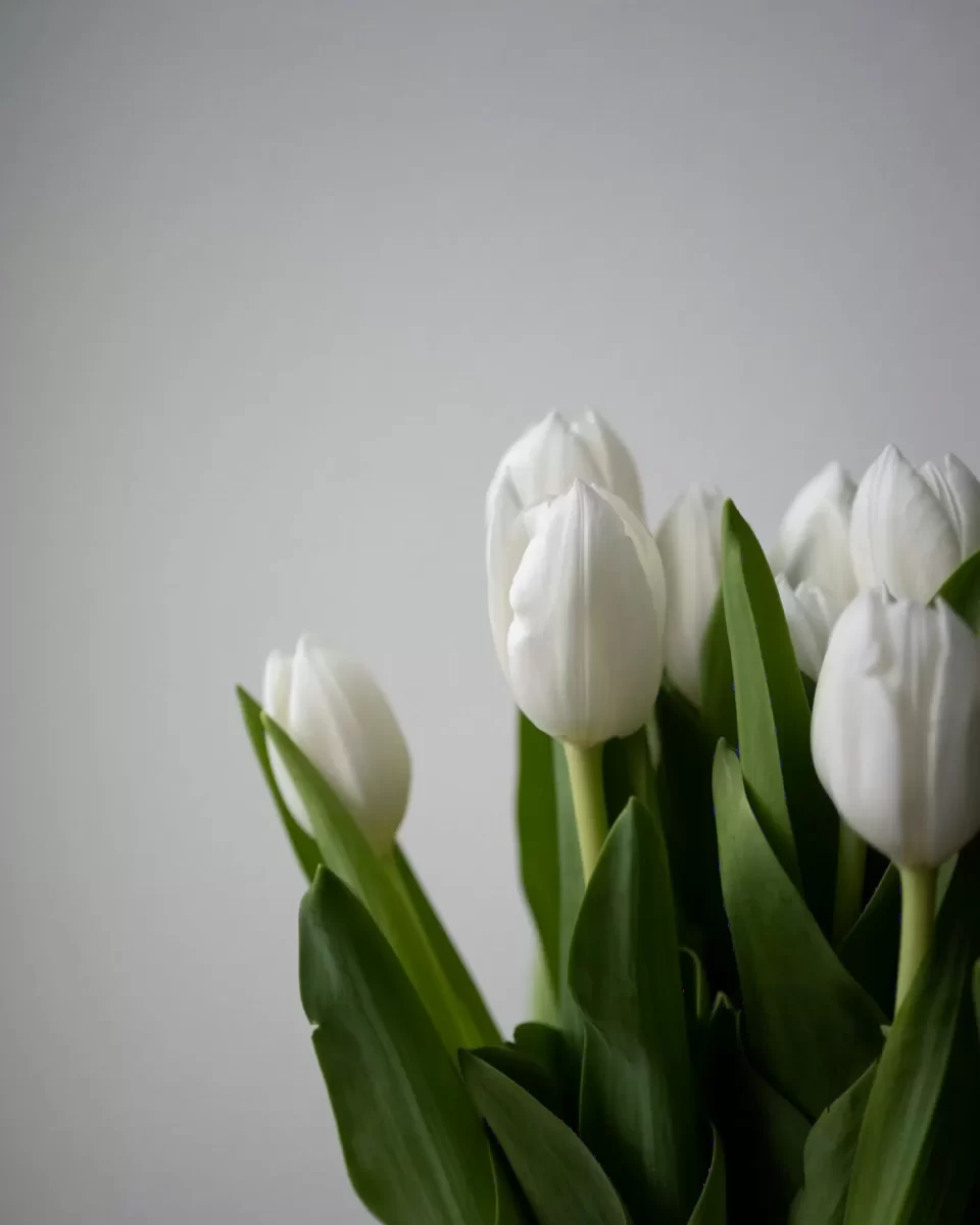 Bó hoa tulip trắng thân xanh, gói gọn trên nền sáng