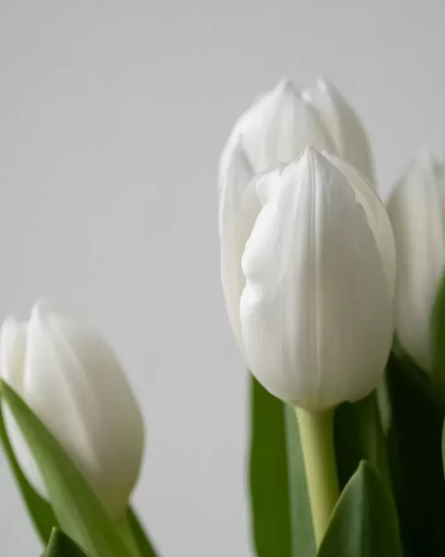 Cận cảnh: bó hoa tulip trắng thân xanh, gói gọn trên nền sáng