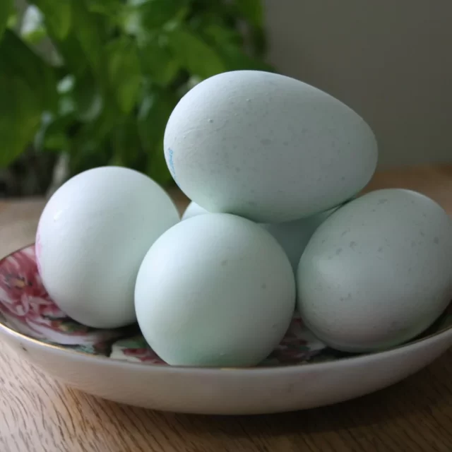 Trứng vịt thả đồng