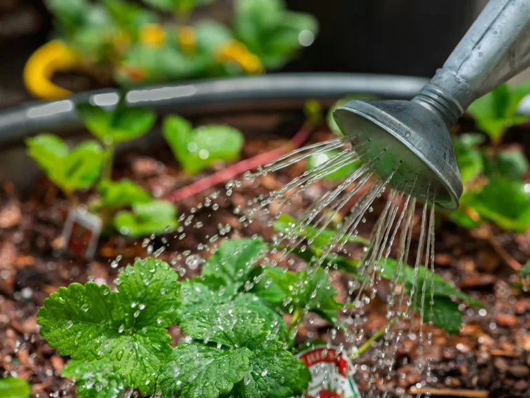 Tưới nước bằng bình tưới cho cây rau xanh đang lớn trong vườn