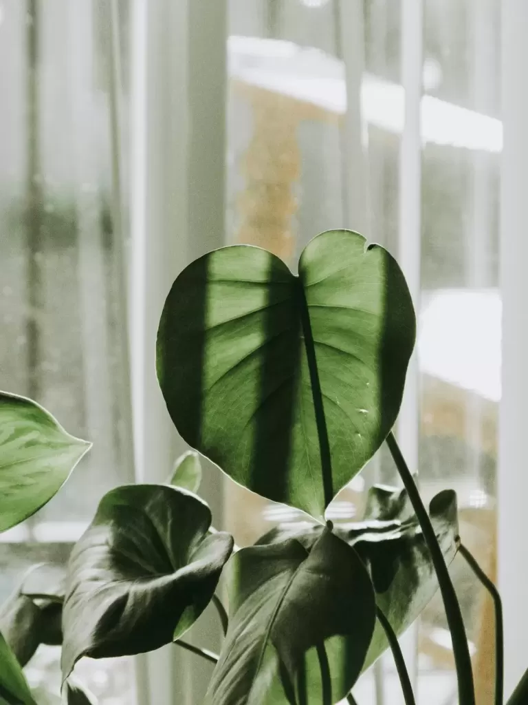 Chậu trầu bà lá to bên cửa sổ nhiều nắng