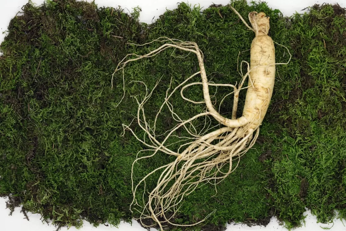 Ảnh macro dược liệu Nhân sâm (Panax ginseng C.A.Mey.)