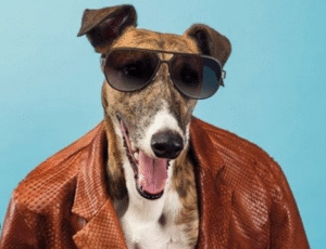 Sử dụng hình ảnh động vật trong quảng cáo