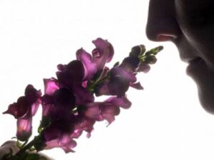 Tiếp thị mùi hương